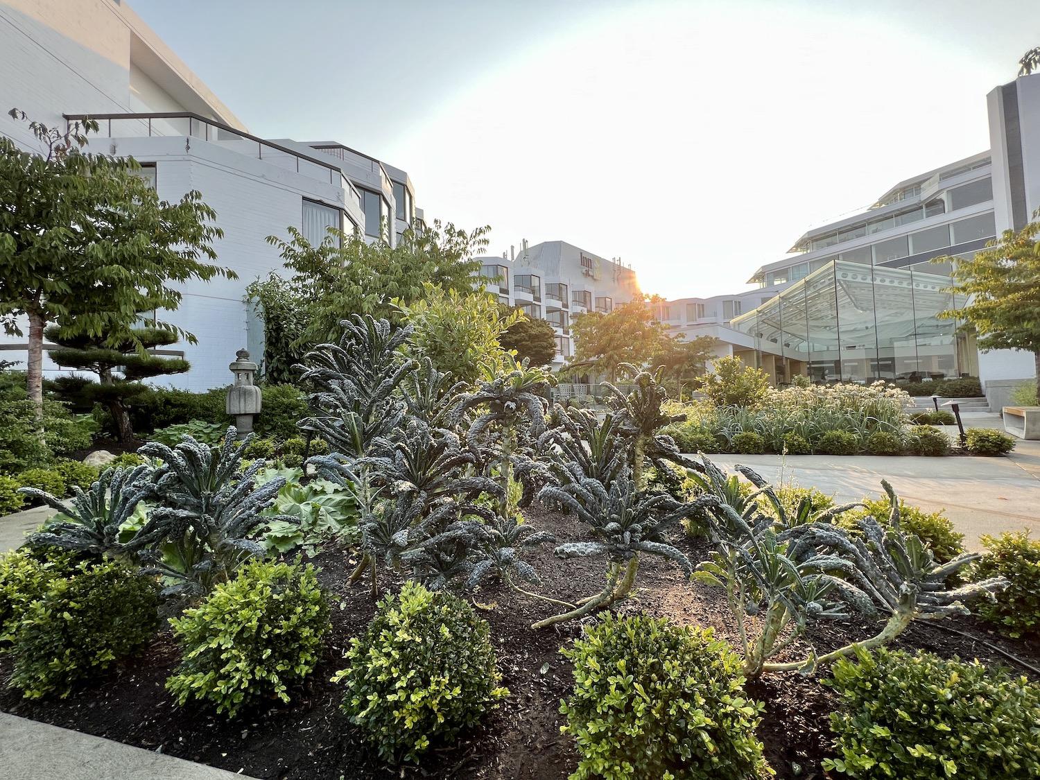 Kale and other edibles are grown in the gardens at the Inn at Laurel Point in Victoria.