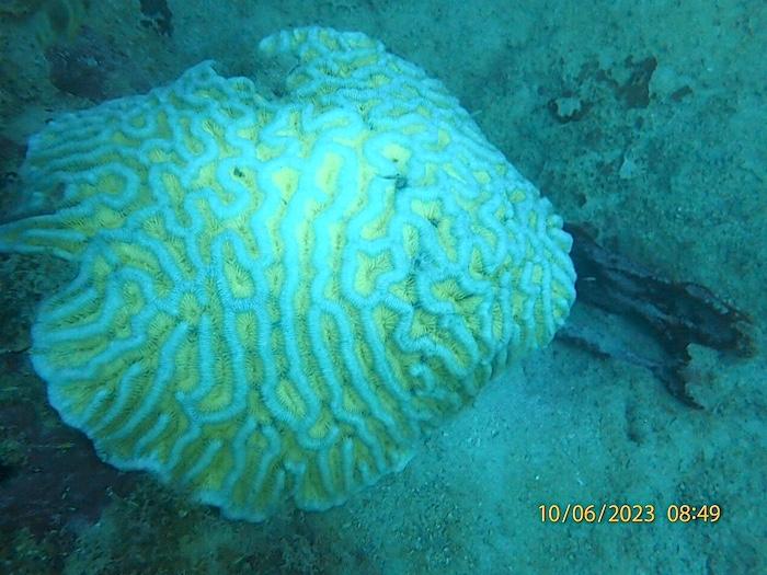 A nearly fully bleached brain coral a Virgin Islands National Park/Jeff Miller