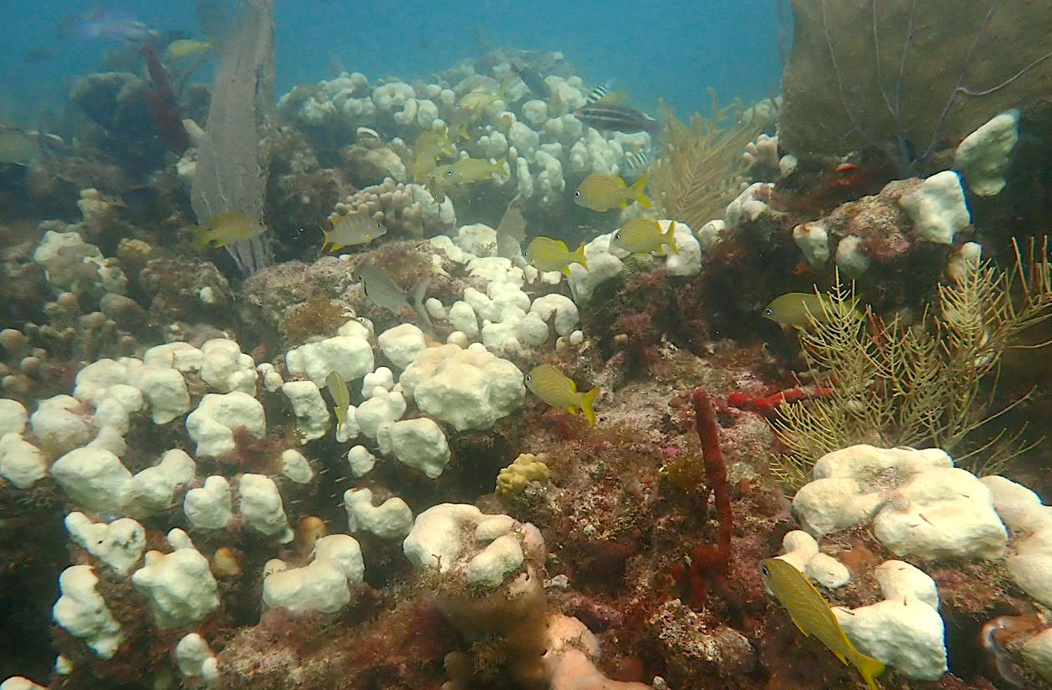 This summer's coral bleaching event was widespread through marine units of the National Park System in the Caribbean. This photo was from early October/Courtesy of Jeff Miller