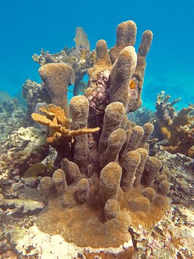 Not all corals at Virgin Islands National Park are recovering quickly from 2017 Hurricanes Irma and Maria/NPS file