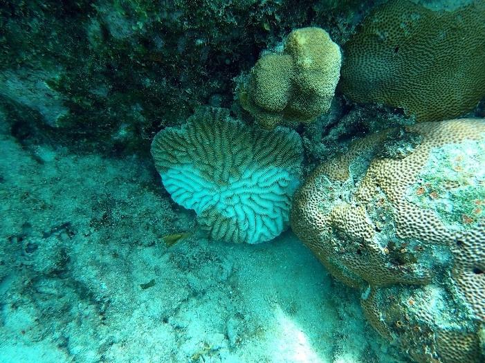 Corals infected with stony coral tissue disease/USGS, Caroline Rogers file