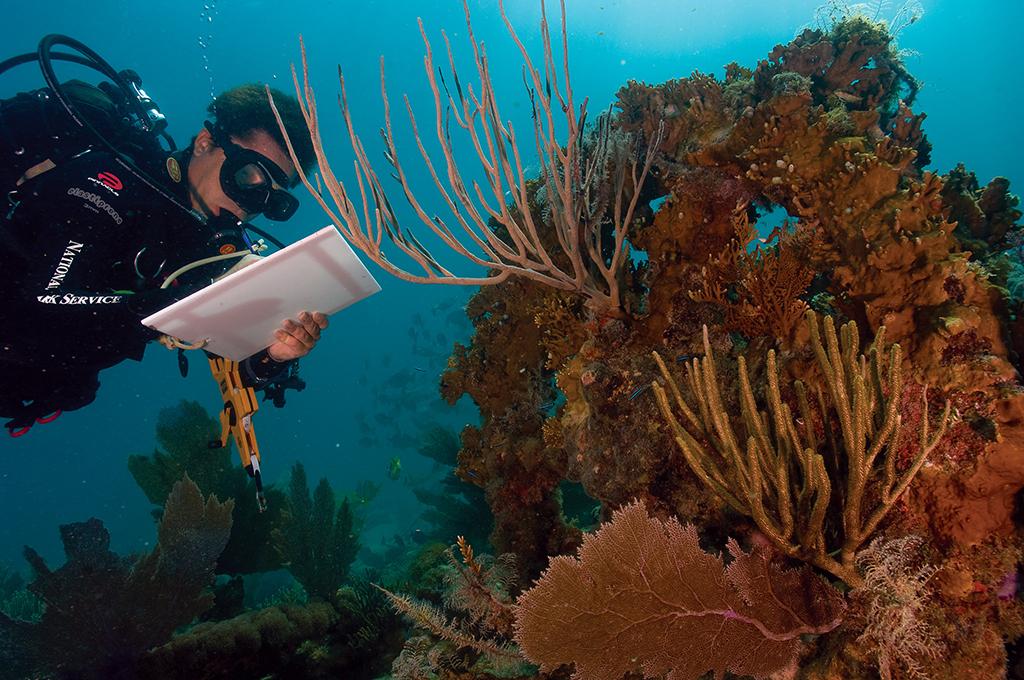 Studying coral reefs, Virgin Islands National Park / NPS