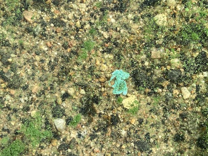 A closeup photo of cyanobacteria at Voyageurs National Park/NPS
