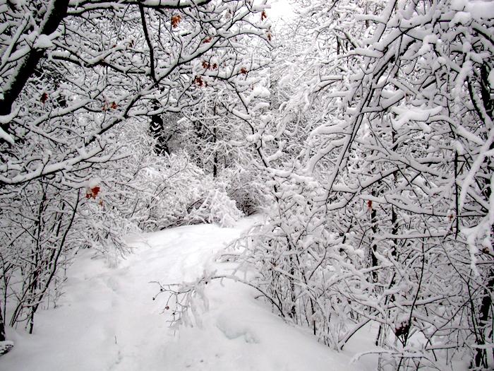 The Oberholtzer Trail is a popular winter destination for snowshoers and cross-country skiers at Voyageurs / NPS