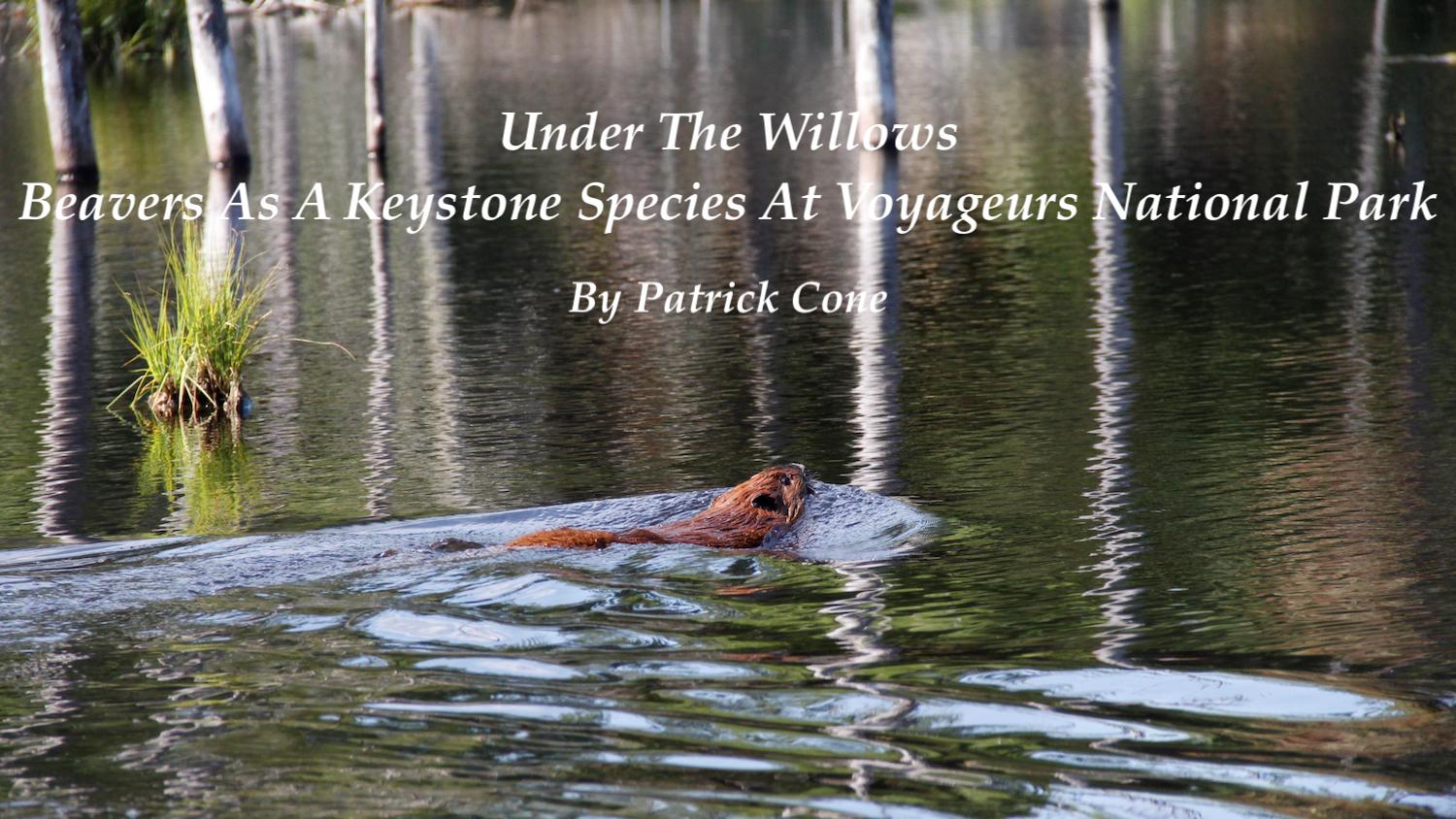 Under The Willows | Beavers As A Keystone Species At Voyageurs National Park