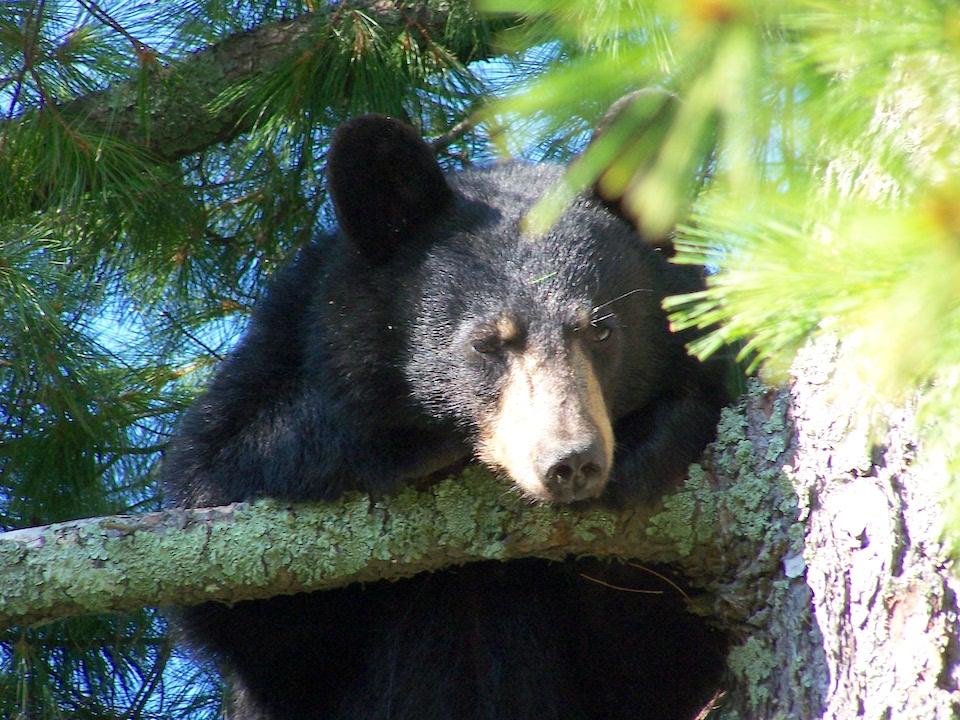 Black bears are visible in and around campgrounds at Voyageurs National Park/NPS file