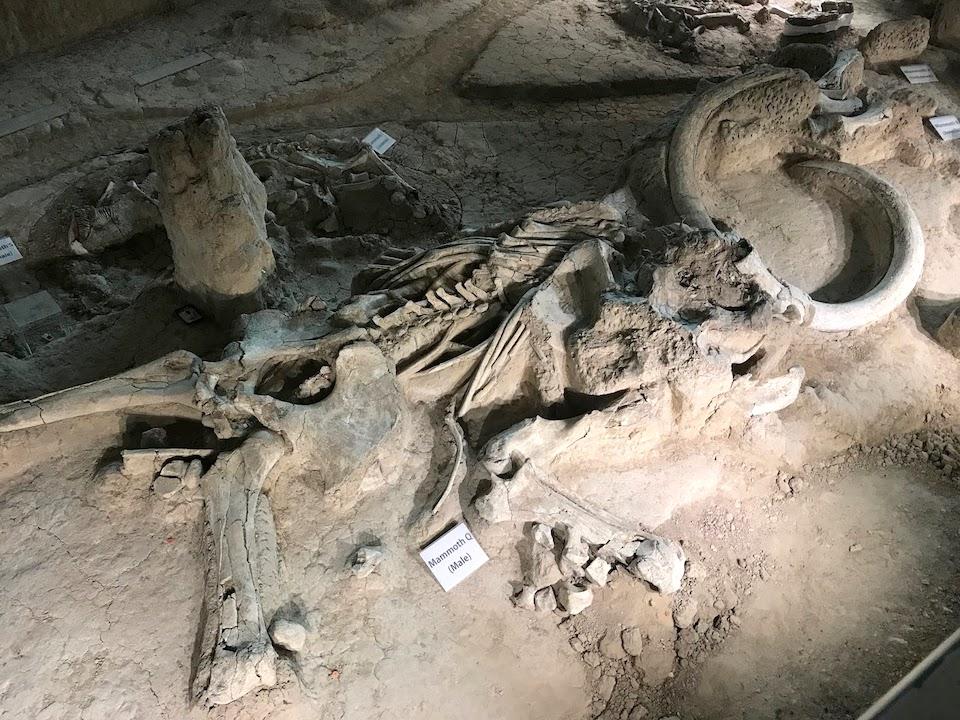 Large bull Columbian mammoth left where he fell 50,000 years ago/Jim Stratton
