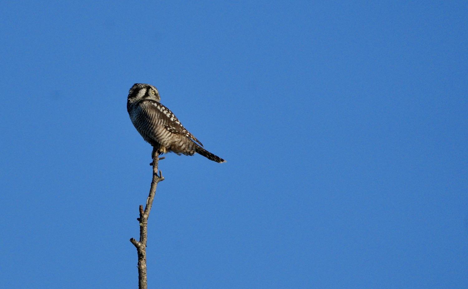 One of the park's 214 bird species is this Northern Hawk Owl.