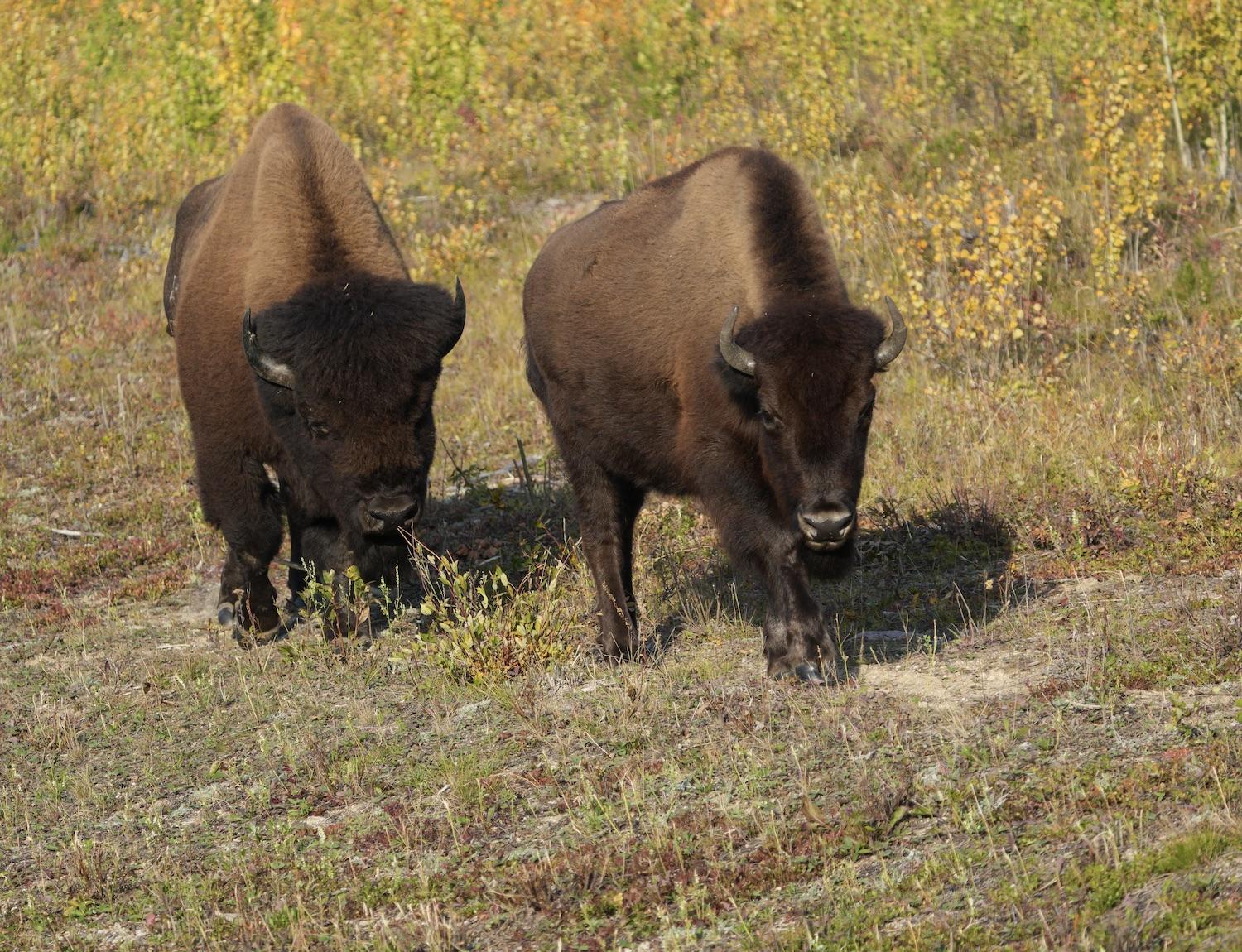 Wood Buffalo National Park has the world's largest free-roaming and self-regulating herd of bison.