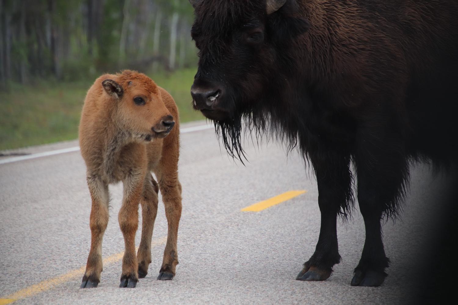 Wood Buffalo National Park helps protect about 3,000 wood bison.