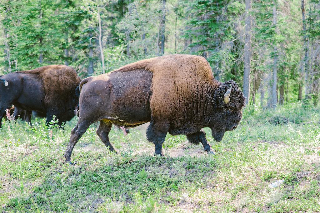 Bison in Wood Buffalo National Park.