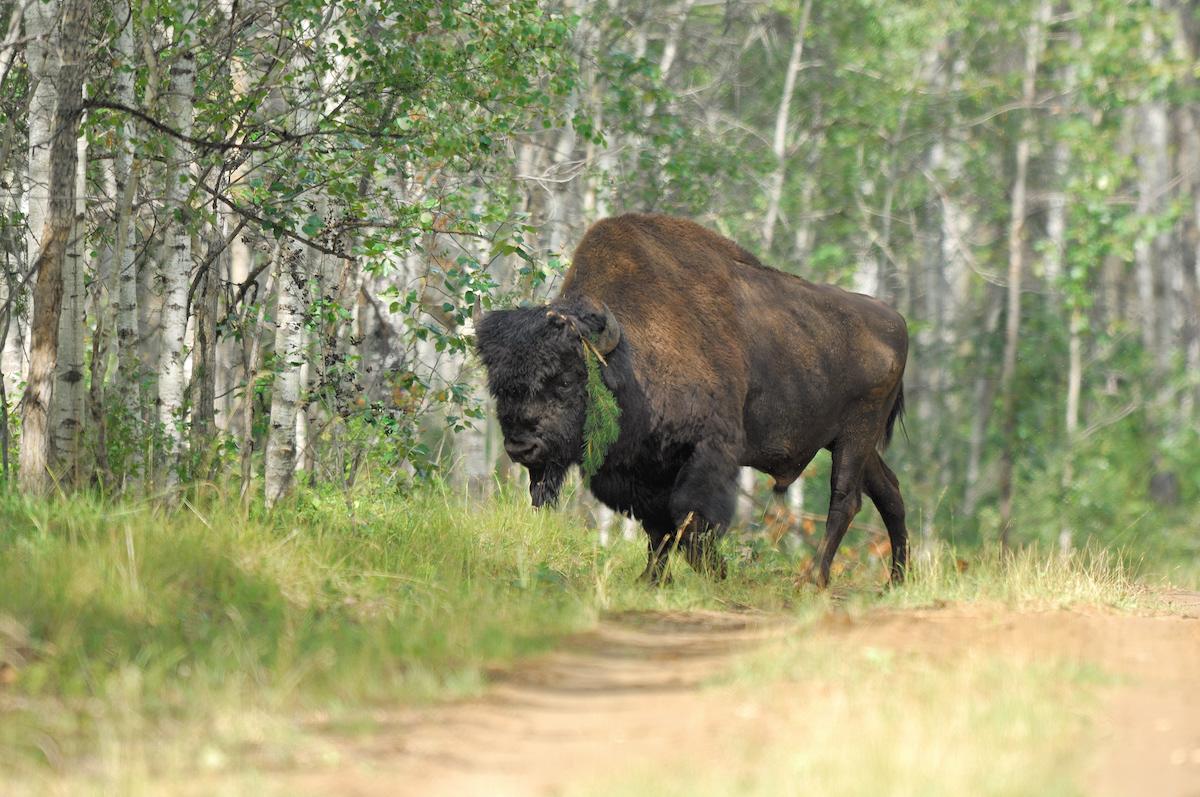 A lone wood bison in Wood Buffalo National Park.