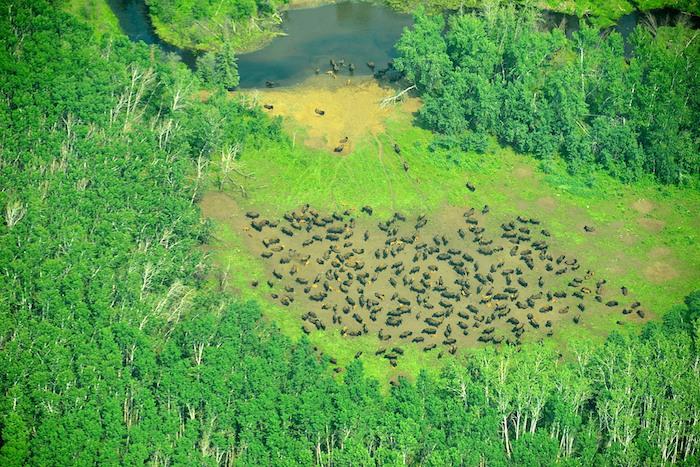 Bison at Wood Buffalo National Park, Canada/John McKinnon