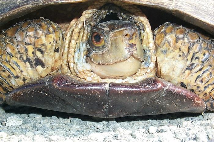 Western pond turtle Western pond turtle