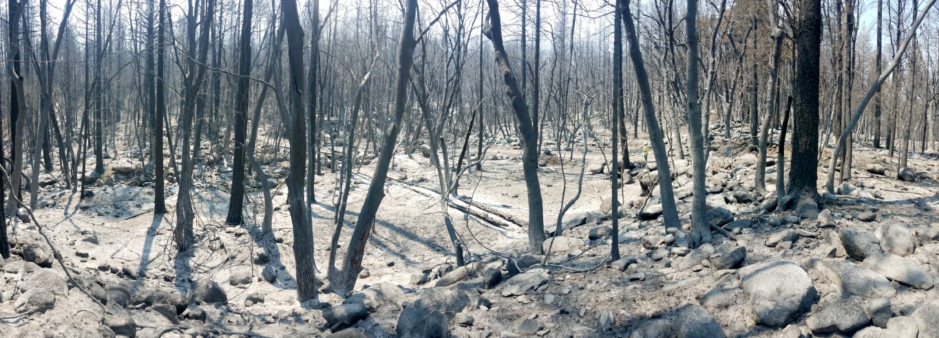 Many of the NRA's forests were charred by the Carr Fire/NPS