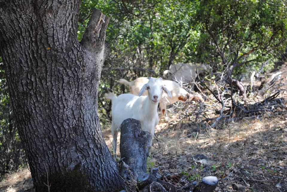 Goats are being used at Whiskeytown NRA to graze down nonnative vegetation/NPS
