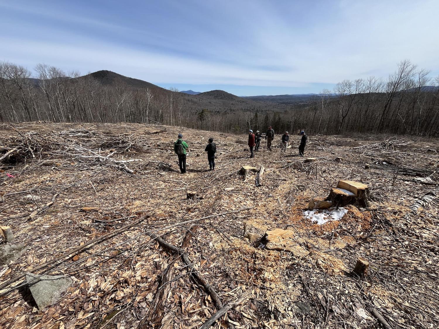 a 9-acre &quot;patch cut&quot; that was logged earlier this year as a part of the White Mountain National Forest's Sandwich Vegetation Management Project/Zack Porter, Standing Trees