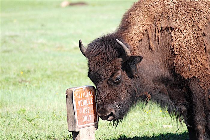 Bull bison and official parking sign/KRepanshek May 2018
