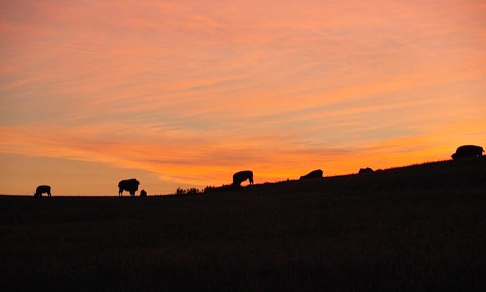 Bison silhouette from Wind Cave National Park/NPS