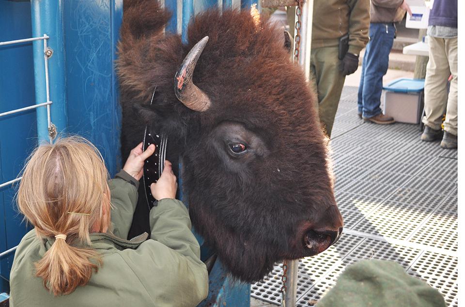 Ten bison at Wind Cave National Park were fitted with collars that will make it possible to track them as they roam the park/NPS