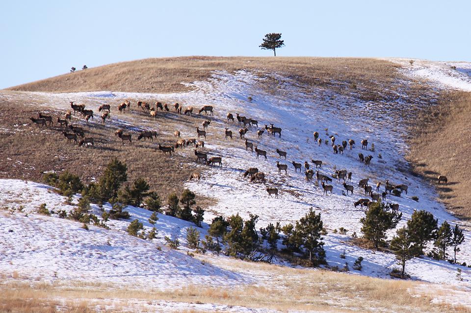 Wind Cave National Park and the South Dakota Game, Fish and Parks are seeking skilled volunteers to help reduce the elk herd at Wind Cave National Park/NPS