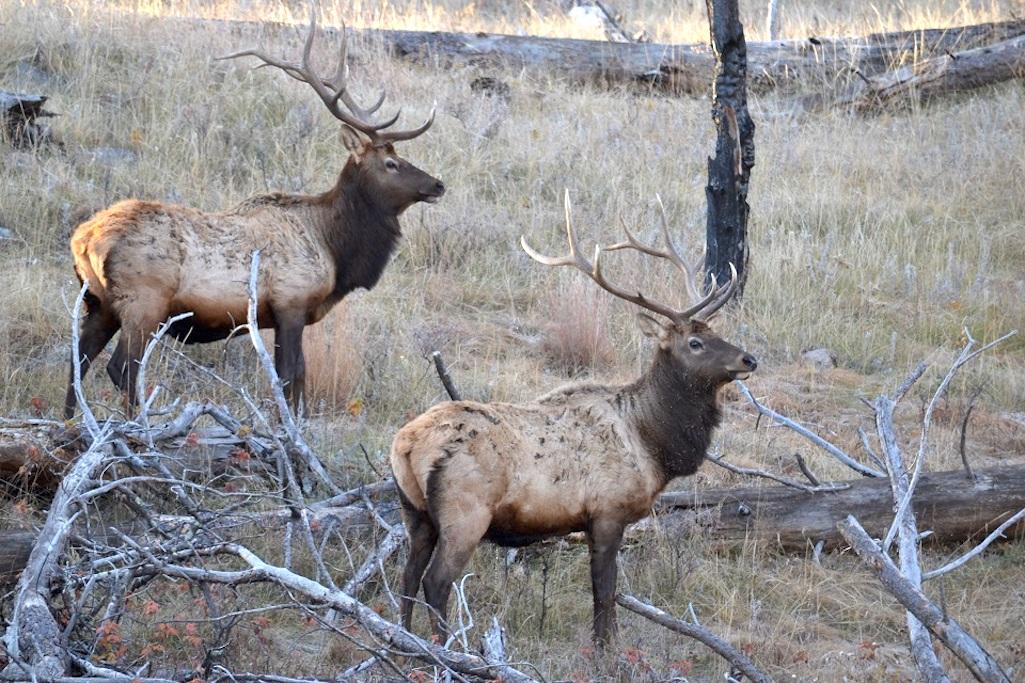 Elk bugling is coming to Wind Cave National Park