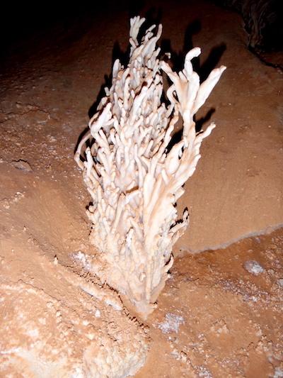 Found far from the public routes through the cave are curious, bush-like growths called helictites that likely were coated with calcium carbonate when water filled the cave / NPS