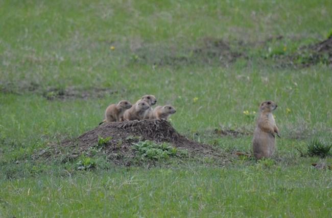 Prairie dog pups, Wind Cave Nationanl Park /  National Park Service