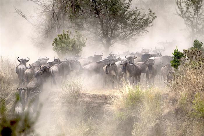 Migrating wildebeest/Mark Hendricks 700
