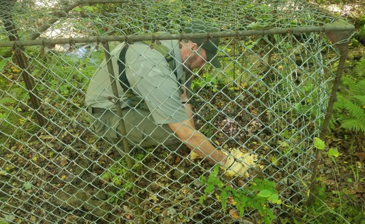 Ryan Williamson baits a feral hog trap at Great Smoky Mountains.