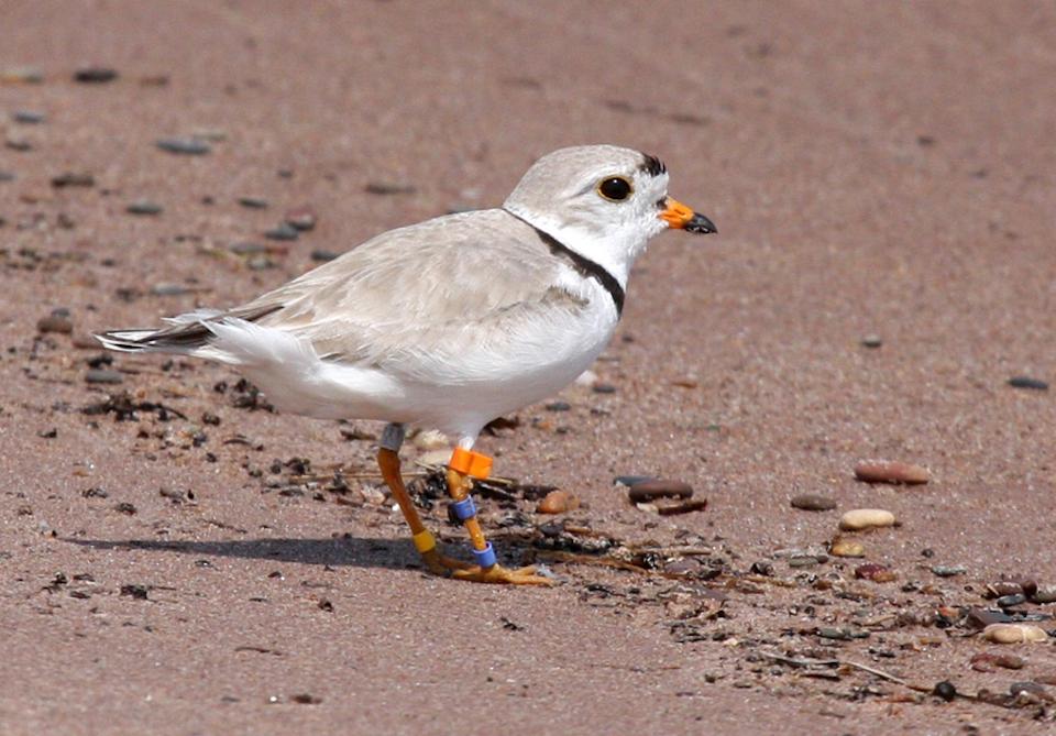 Piping plovers are returning to Wisconsin and Apostle Islands National Lakeshore/Wisconsin DNR, Ryan Brady