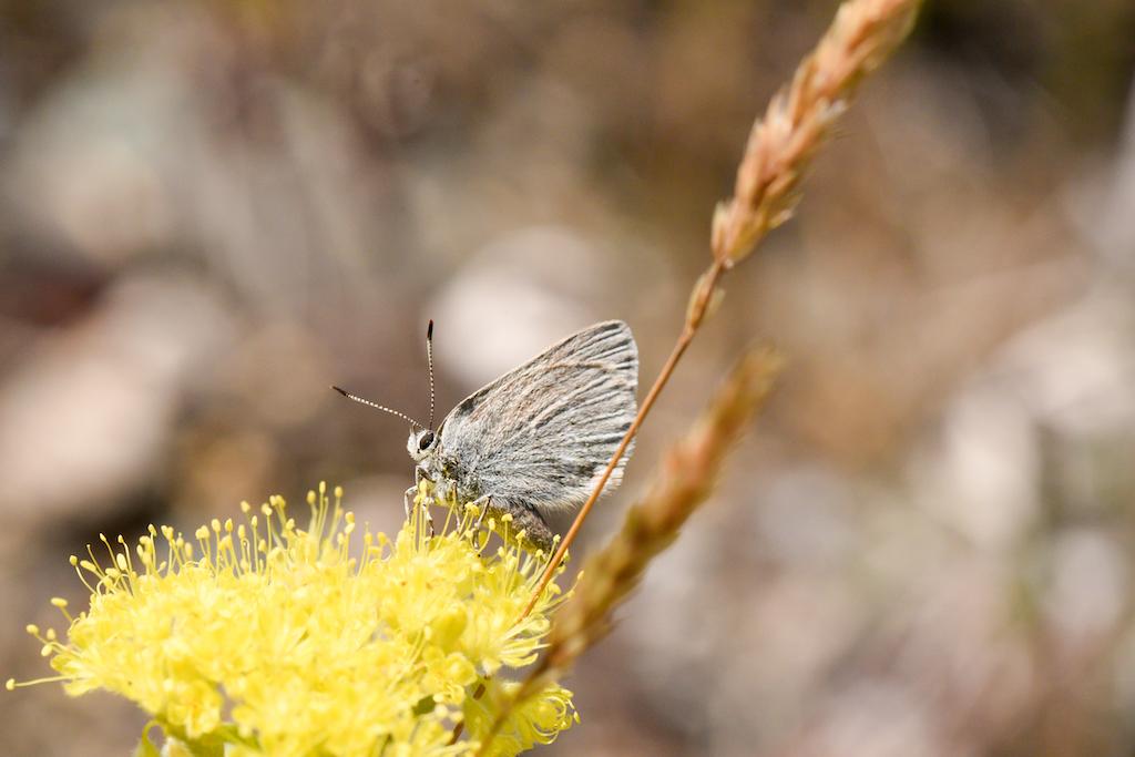 A half-moon hairstreak butterfly sits on a plant in Waterton Lakes National Park.