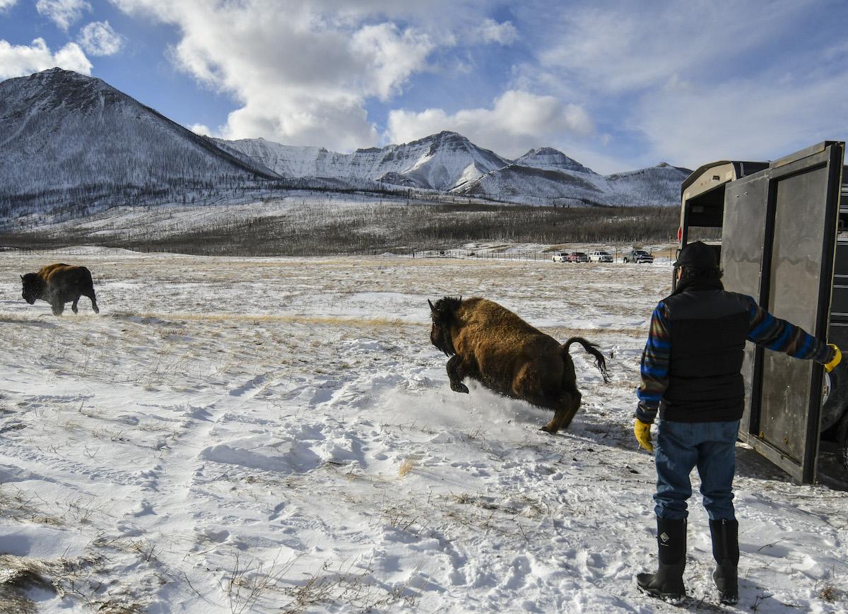 Young bison are released into Waterton Lakes National Park in February.