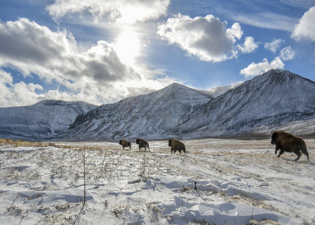 Bison stampede across the land at Waterton Lakes National Park.