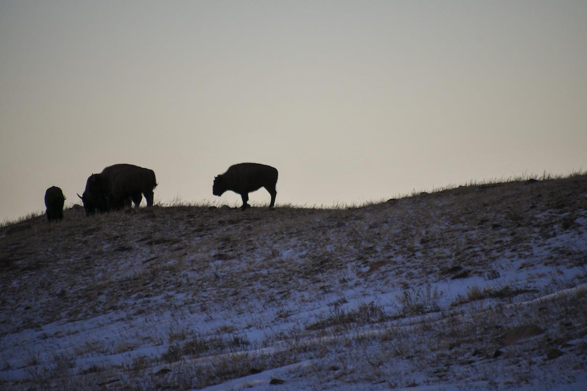 Bison at sunset in Waterton Lakes National Park.