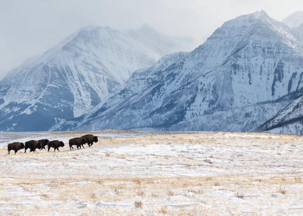 The new bison herd settles into Waterton Lakes National Park.