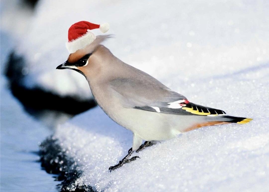 The annual Christmas bird count at Waterton Lakes National Park runs Dec. 13 to 19.