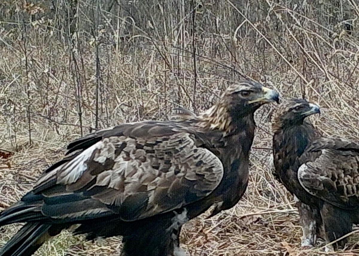 Athena is shown with a possible new golden eagle mate. 