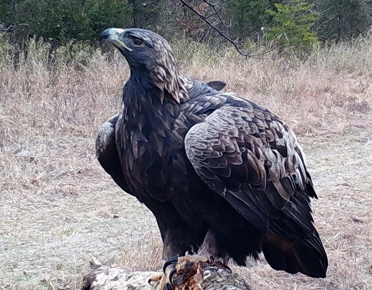 Athena, a golden eagle that flies between Kentucky and Manitoba, will now be studied using tree cameras.