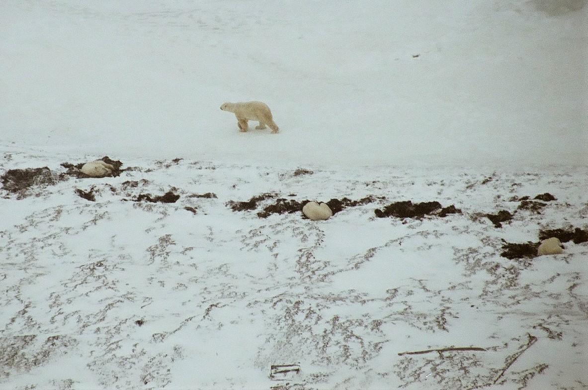 Spotting polar bears in Wapusk National Park.