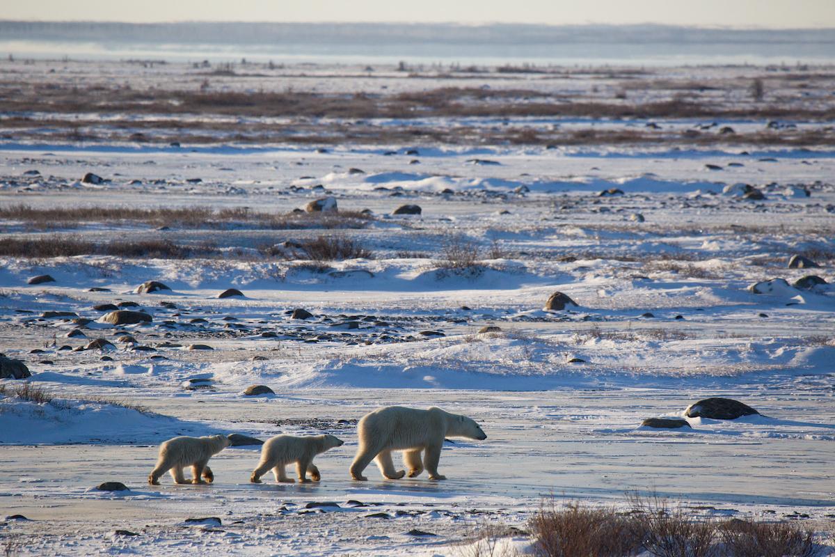 The Churchill area used to be famous for polar bear triplets, but now that isn't as common.