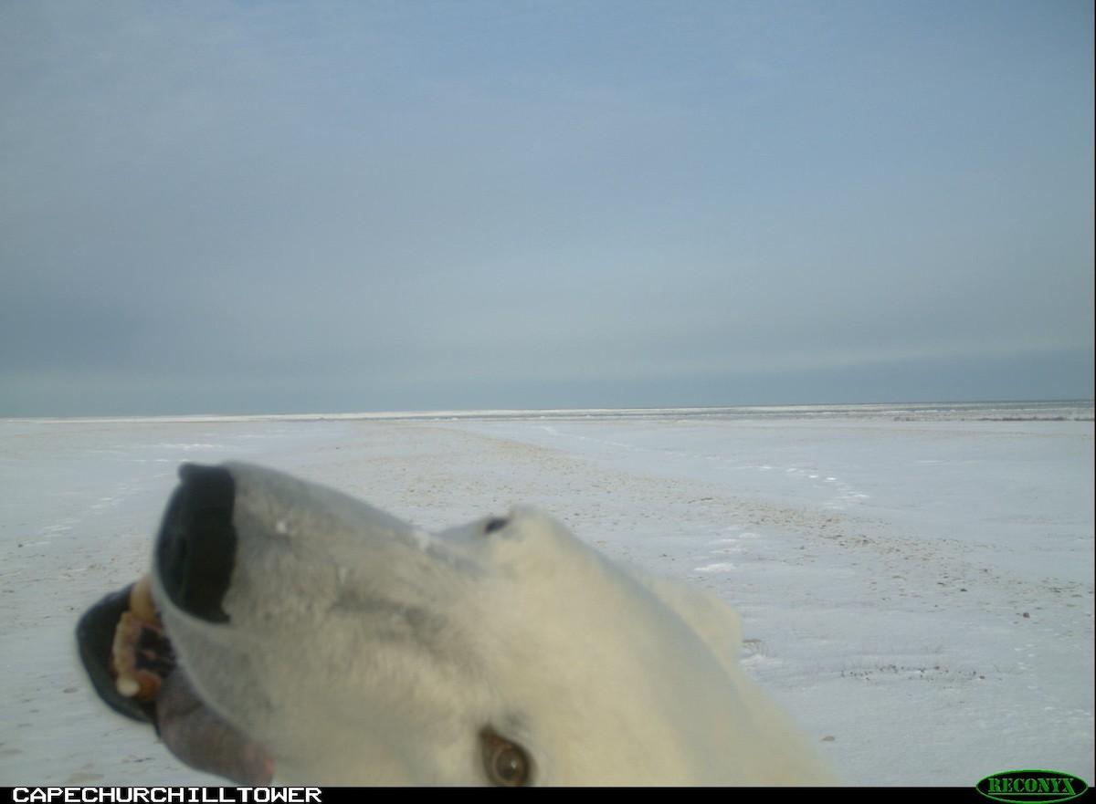 A remote camera captured this polar bear in Wapusk National Park in northern Manitoba.