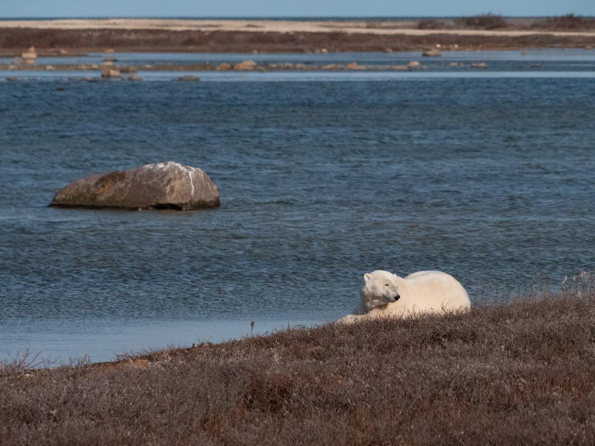 Polar bears congregate on the shore of Hudson Bay every fall waiting for the sea ice to freeze so they can hunt seals.
