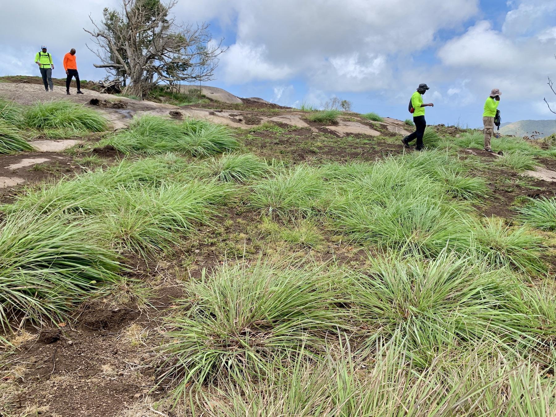 On top of Signal Hill in Antigua, invasive lemongrass has taken over.