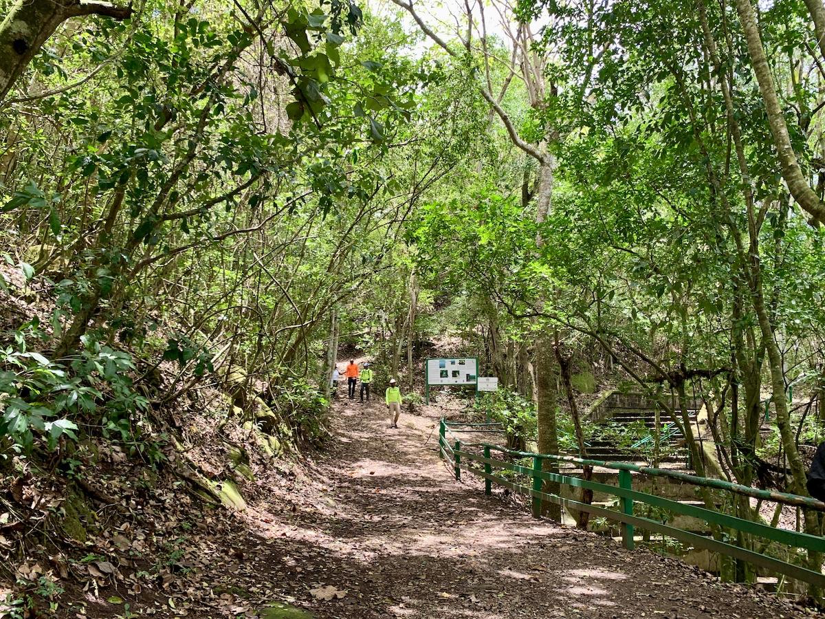Wallings Nature Reserve, Antigua's only remaining rainforest, starts with a wide path to a reservoir.