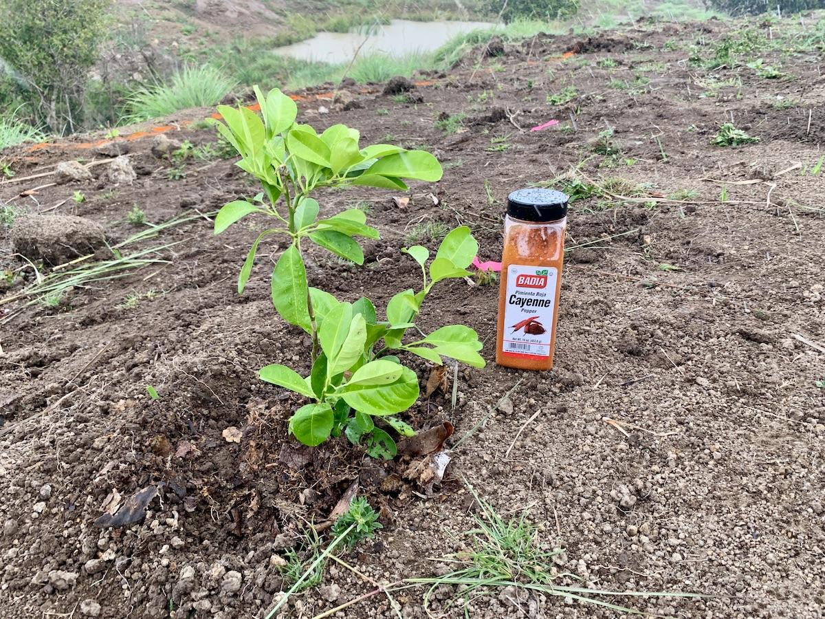 Cayenne pepper is sprinkled around new fruit trees on Signal Hill to repel pests.