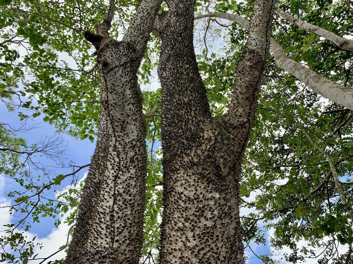 This towering sandbox tree has a distinctive spiny trunk and heart-shaped leaves.