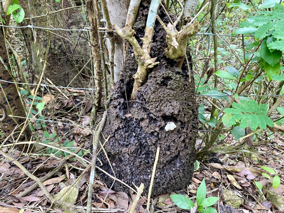 A termite nest in Wallings Forest Reserve.