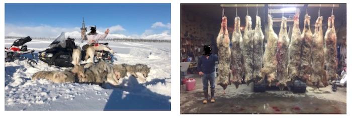 These photos indicate an AR-15 semiautomatic rifle was used to kill wolves near Denali National Park/PEER