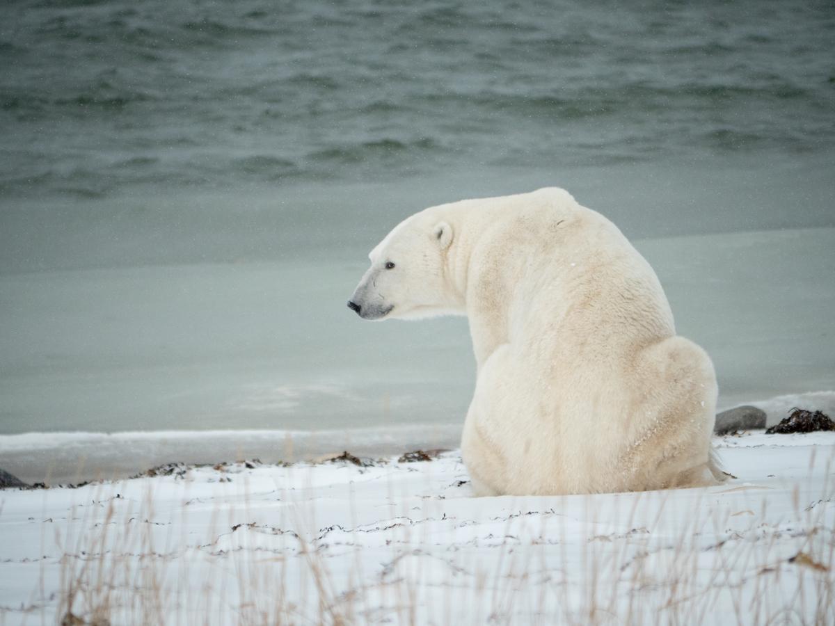 A polar bear waits on shore for the ice to freeze on Hudson Bay.